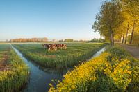 Cows in the meadow