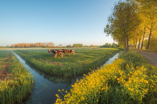 Des vaches dans la prairie