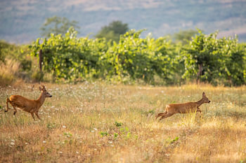 Die Balz der Rehe im hohen Gras