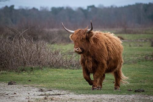 Scottish Highlander on the move