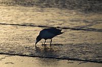 Eating Seagull