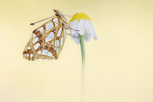 Queen of Spain Fritillary resting on a chamomile flower