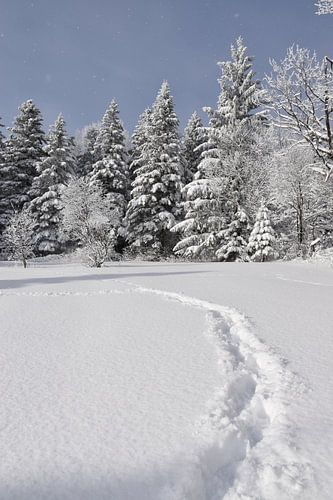 Een besneeuwd bos na de storm
