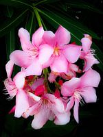 Roze bloemenpracht