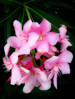 Roze bloemenpracht