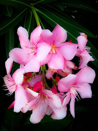 Roze bloemenpracht