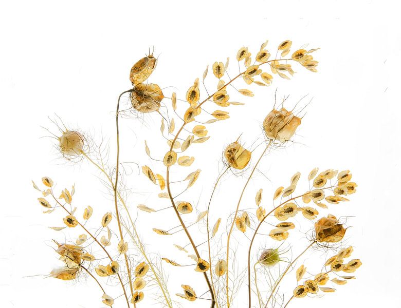 Trockene Pflanzen von Fangping Zhou