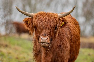 Highlander écossais