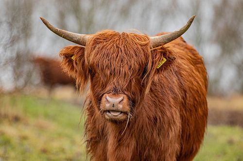 Highlander écossais