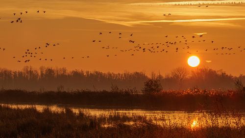 Ochtendgloren over de Biesbosch van Jan Jansen Natuurfotografie