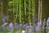 Het magische Hallerbos