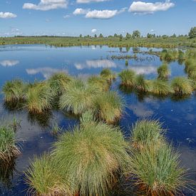 Blaues Pfeifengras resp.Molinia caerulea im Hohen Venn,Eifel,Deutschland von Peter Eckert