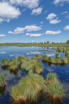 Blauw pijpje of Molinia caerulea in de Hoge Venen, Eifel, Duitsland van Peter Eckert