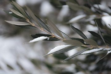 snowy olive branch by Tania Perneel