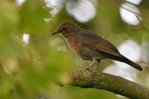 Vrouwelijke merel ( Turdus merula ) in natuurlijke omgeving, Duitsland.