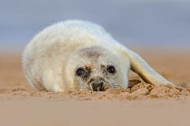Junge Kegelrobbe am Strand von Jeroen Stel