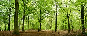 Panorama de la forêt