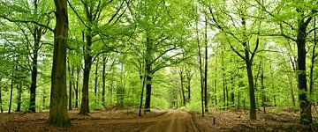 Wald-Panorama von Corinne Welp