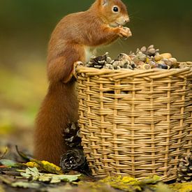 Squirrel with basket by Inge Duijsens