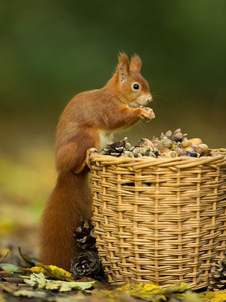 Eichhörnchen mit Korb von Inge Duijsens