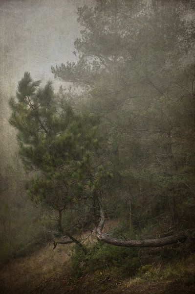 The twisted pine by Dan Courtice