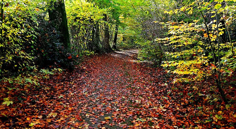 Wald mit einem mit Herbstlaub bedeckten Waldweg von Jose Lok