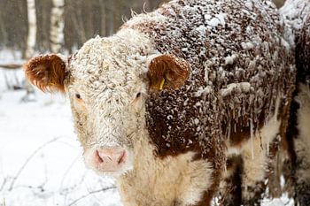 NetherlandsWinter in the Netherlands. Rijssen and surroundings.