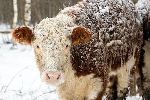 NetherlandsWinter in the Netherlands. Rijssen and surroundings.