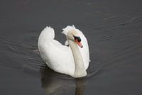 Cygne