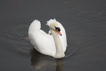 Swan by Casper Teunissen