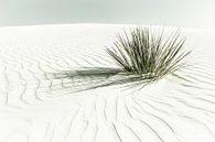 Dunes | Vintage van Melanie Viola thumbnail