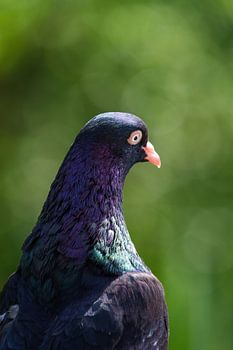 Close up of rock dove in Saarland