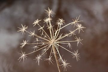 Étoiles sur Angelique Raaijmakers