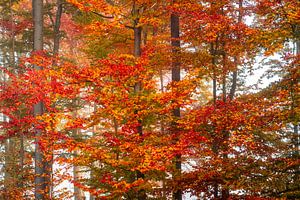 Laubfärbung im Wald