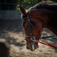 Portrait of a working horse