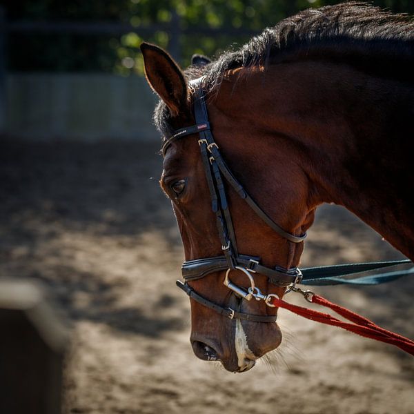 Portrait of a working horse by Marcel Runhart