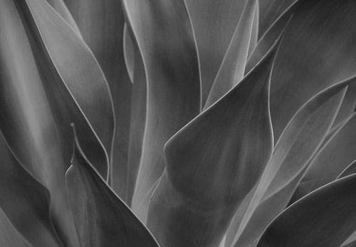 Natuurlijke schoonheid in zwart-wit