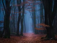 Into the forest