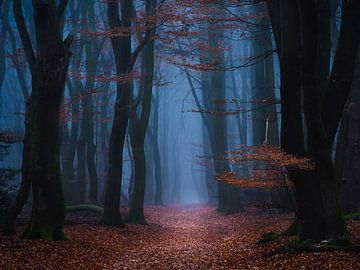 In het bos
