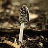 Kleine bruine paddenstoel | Nederland | Natuur- en Landschapsfotografie van Diana van Neck Photography
