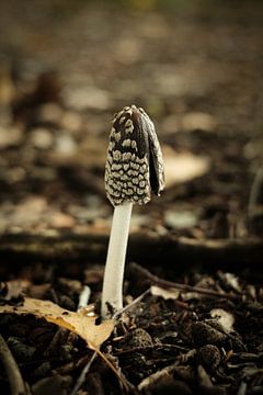 Kleiner brauner Pilz | Niederlande | Natur- und Landschaftsfotografie von Diana van Neck Photography