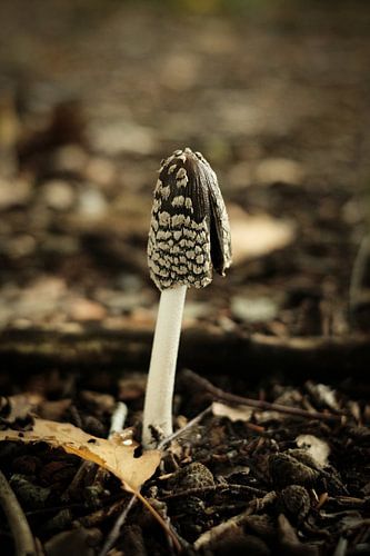 Kleine bruine paddenstoel | Nederland | Natuur- en Landschapsfotografie