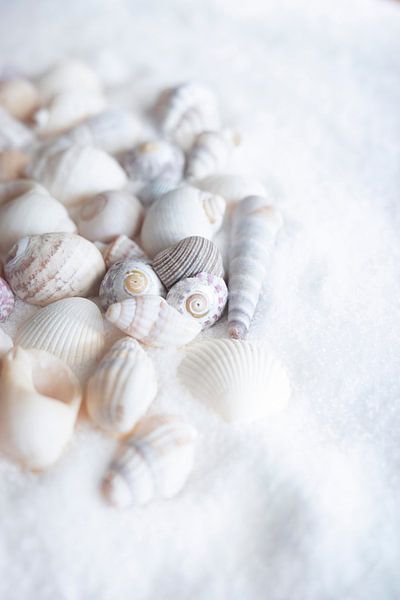 White shells on white sand - still life in neutral colours - cloud dancer nature photography by Christa Stroo photography