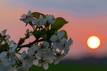 schöner Sonnenuntergang mit warmen Farben zwischen den blühenden Obstbäumen in Maastricht von Kim Willems