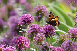 Butterfly on ornamental garlic by christine b-b müller