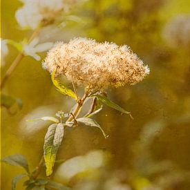 Herfst 2 van Jens Martin