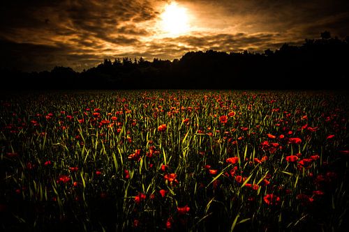 Klaprozenveld in de ochtend