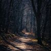 The trail by Rik Verslype
