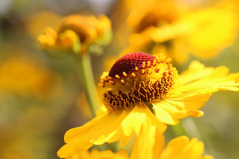 Zinnien by Klaus-Dieter Schulze