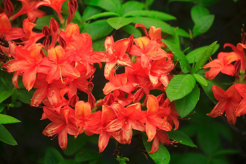 Azalea by Thomas Jäger